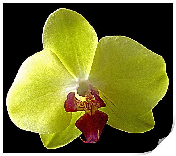 Orchid Print by Derek Vines