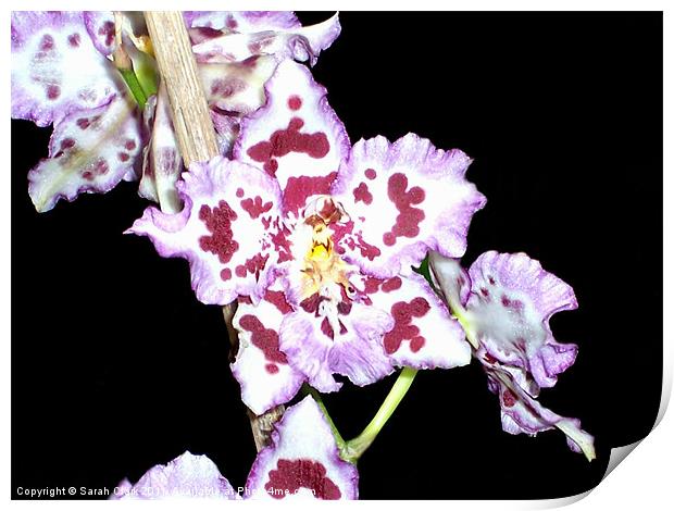 Purple  Orchid Flower Print by Sarah Clark