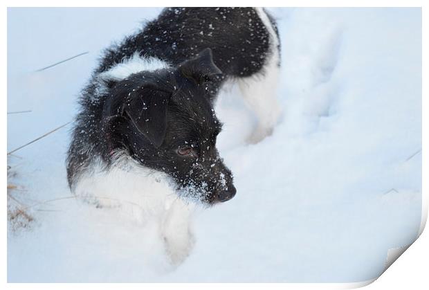  Jack Russell in the snow Print by Stuart Prosser