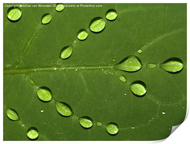 Water on Leaf Print by Julian van Woenssel