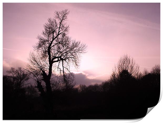 Pink Bare Boughs Print by Debra Spaul