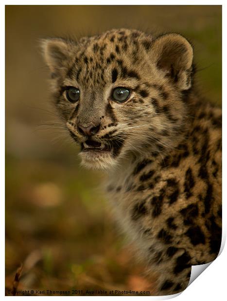 Snow Leopard Cub Print by Karl Thompson