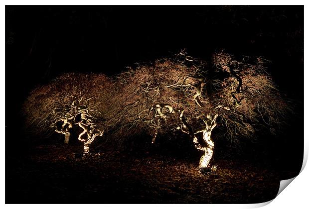 Acer at night Print by Karl Thompson