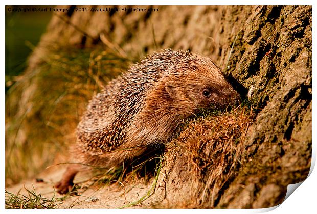  Hedgehog Print by Karl Thompson