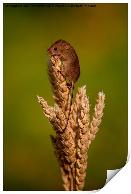  Harvest Mouse 3 Print by Karl Thompson