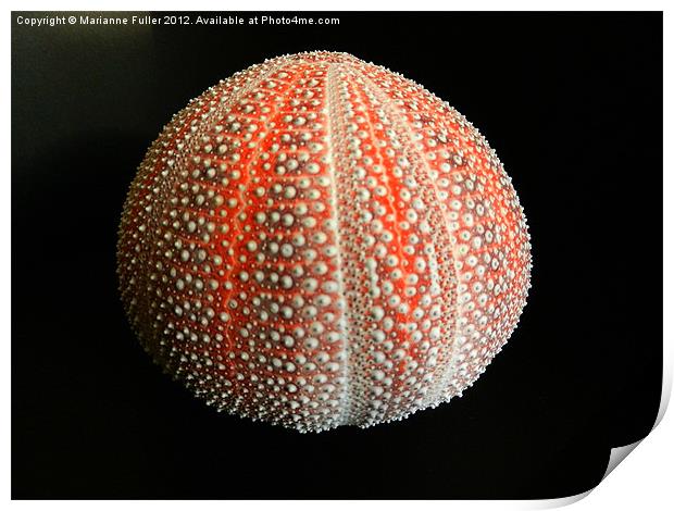 Sea Urchin Shell Print by Marianne Fuller
