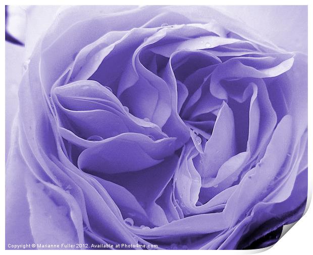 Raindrops on Blue Rose Print by Marianne Fuller