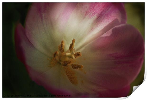 Tulip in colour Print by David Martin