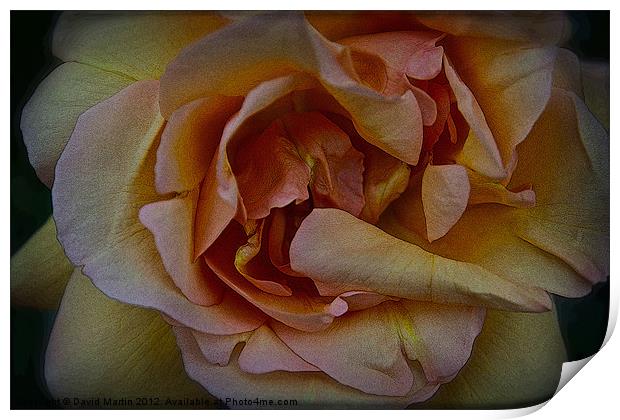 orange rose Print by David Martin