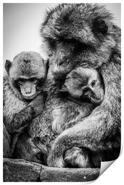 Barbary Macaque Print by David Martin