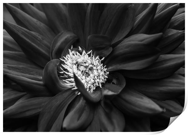 Dahlia Print by David Martin