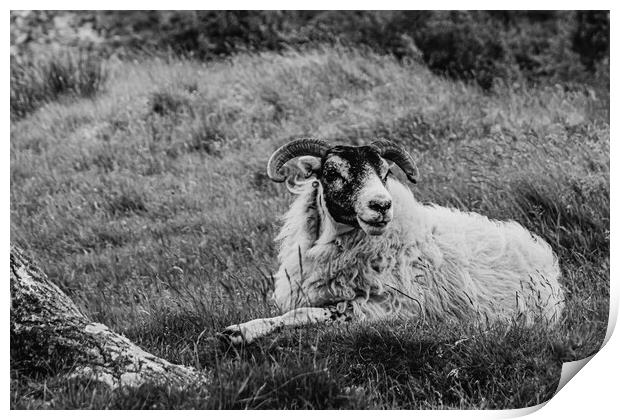 Scottish Sheep Print by David Martin
