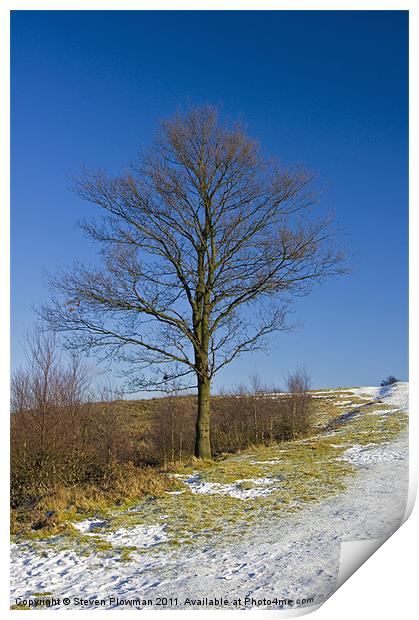 Lone tree blue sky Print by Steven Plowman
