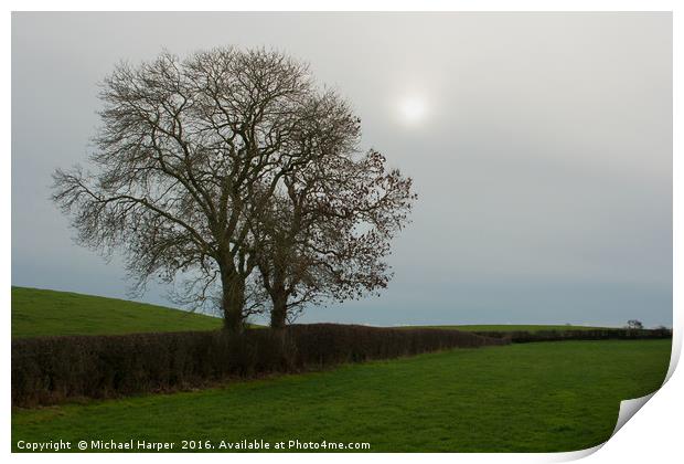 Ash trees in Winter silhouette against a moody sky Print by Michael Harper