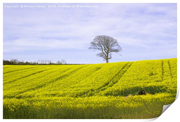 A field of oil seed Rape in flower in a County Dow Print by Michael Harper