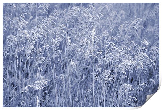 Blue and White Grass Print by Larry Stolle