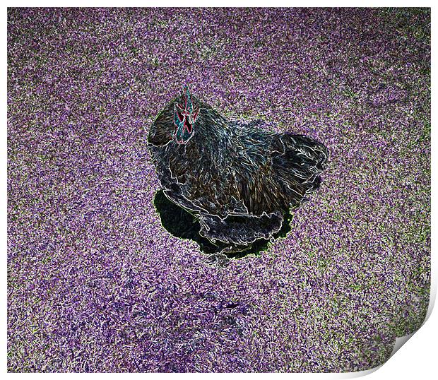 Purple Chicken Print by Larry Stolle