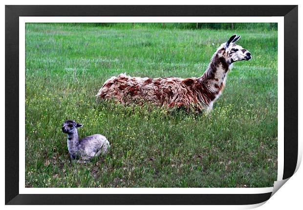 Mother and Baby llama Print by Larry Stolle