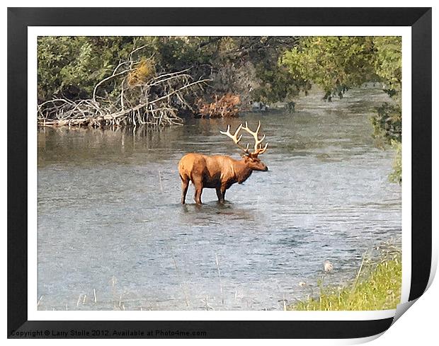 Elk In The Water Print by Larry Stolle
