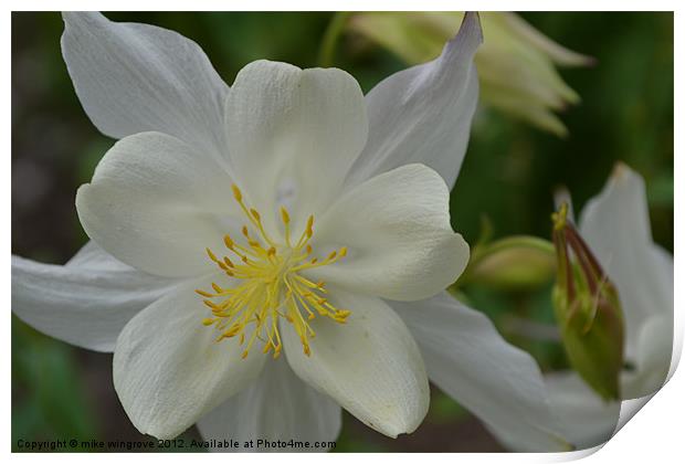 white petal Print by mike wingrove