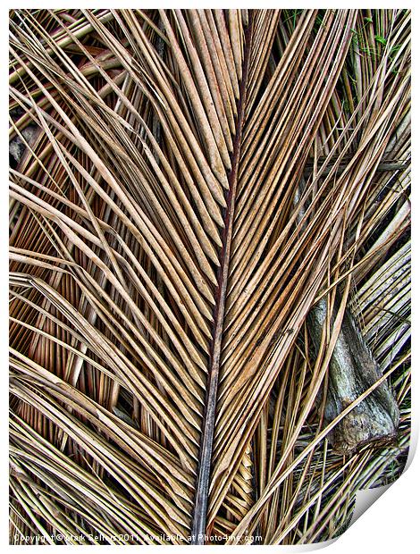 Fallen Palm Fronds Print by Mark Sellers