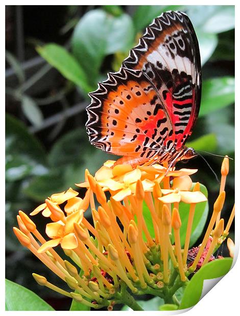 Butterfly on a Blossom Print by Mark Sellers