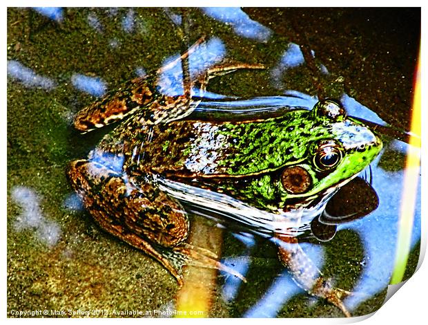 Young Bullfrog Print by Mark Sellers