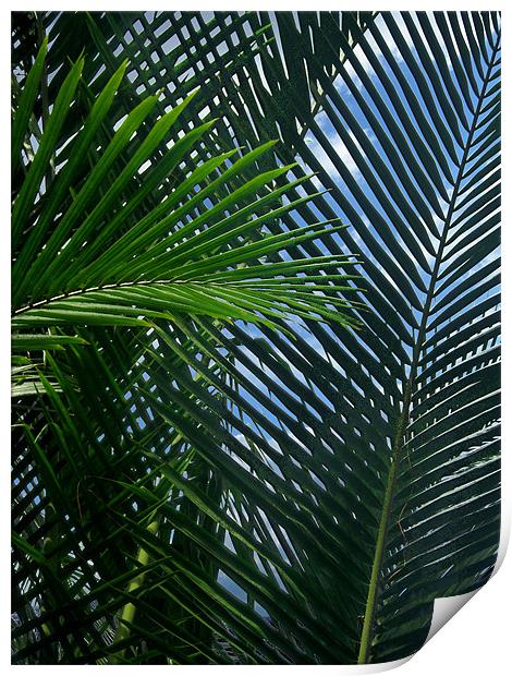 Sago Palm Fronds Print by Mark Sellers