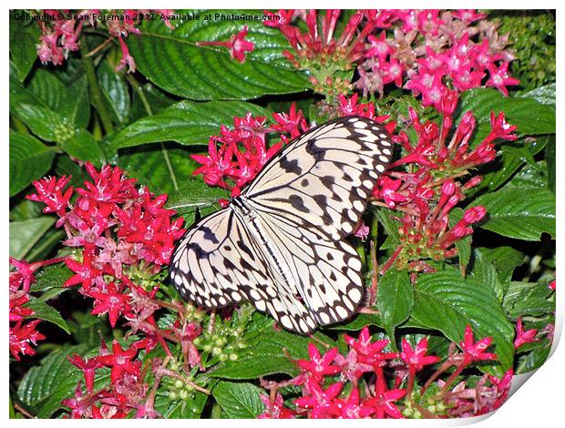 Butterfly on Pink Flowers Print by Sean Foreman