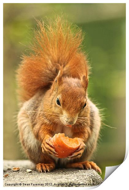 Red Squirrel Print by Sean Foreman
