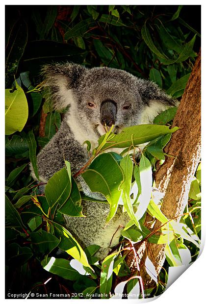 Koala Lunch Print by Sean Foreman