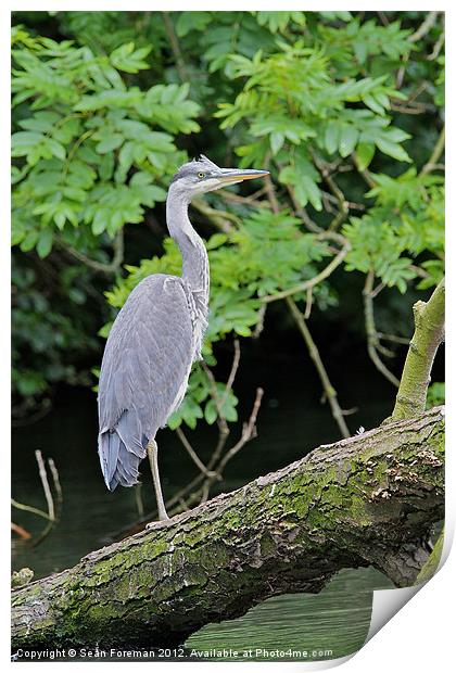 Grey Heron Print by Sean Foreman