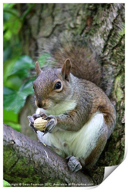Grey Squirrel Print by Sean Foreman