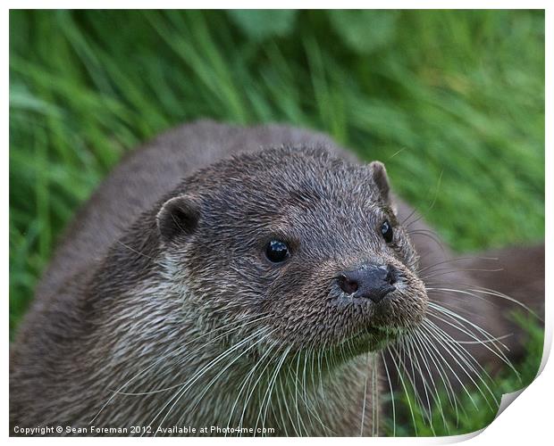 European Otter (Lutra lutra) Print by Sean Foreman