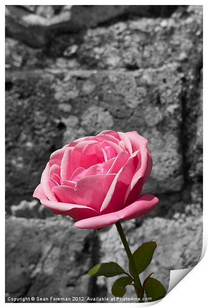 Pink Rose Print by Sean Foreman