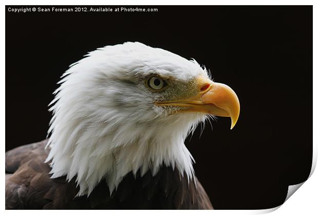 Bald Eagle Haliaeetus leucocephalus Print by Sean Foreman