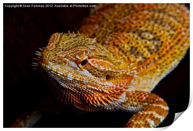 Bearded Dragon Print by Sean Foreman