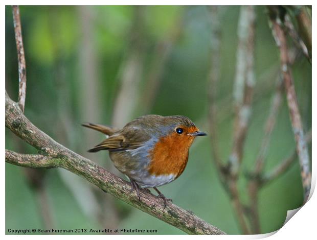 Robin Redbreast Print by Sean Foreman