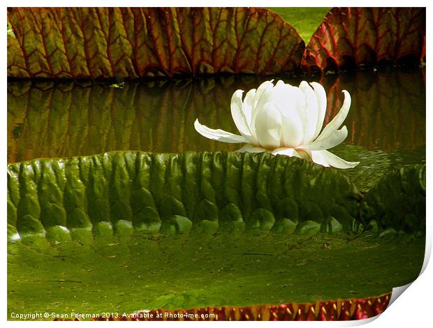 Giant Water Lilies Print by Sean Foreman