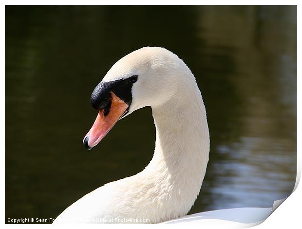 Cob Swan Portrait Print by Sean Foreman