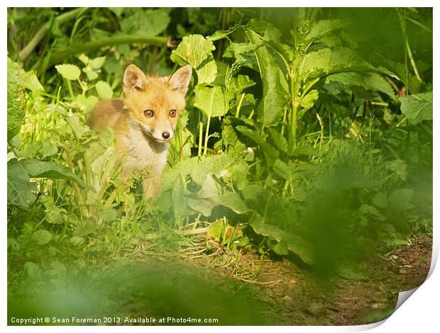 Fox Cub Print by Sean Foreman