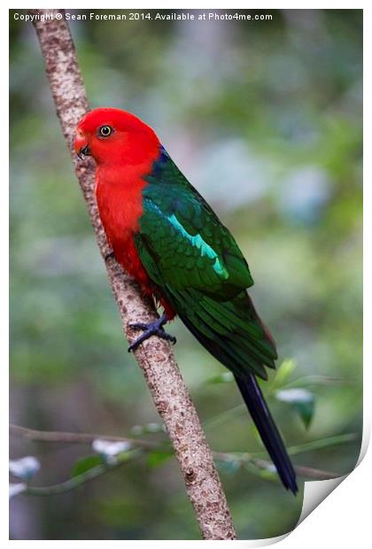  King Parrot Print by Sean Foreman