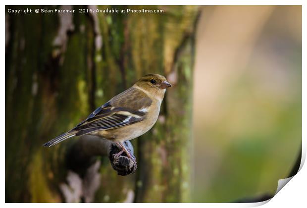 Delicate Female Chaffinch Print by Sean Foreman