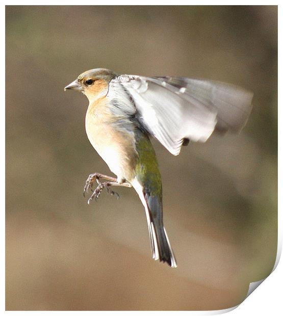 Male Chaffinch in Flight Print by Karen Roscoe