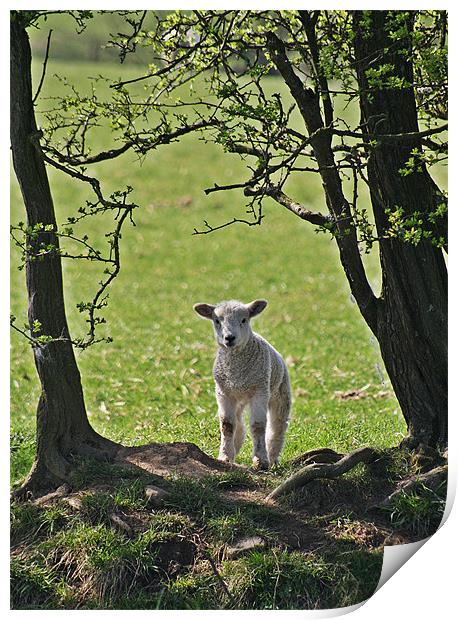 Lamb Print by Karen Roscoe