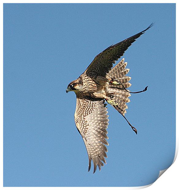 Falcon in flight Print by Karen Roscoe