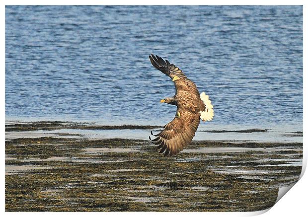 White Tailed Eagle, Mull Print by Karen Roscoe