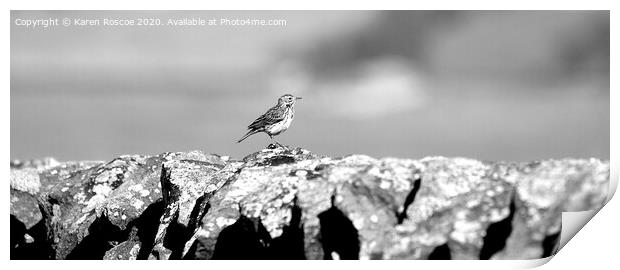 Meadow Pipit on stone wall Print by Karen Roscoe