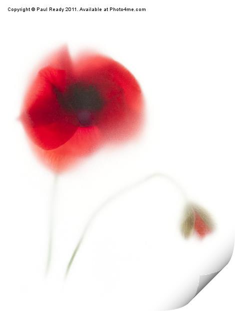 Our Poppy Print by Paul Ready