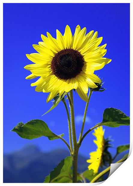 sunflower Print by david harding